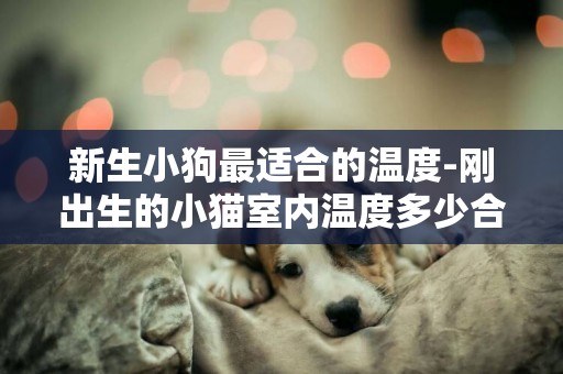 新生小狗最適合的溫度-剛出生的小貓室內溫度多少合適