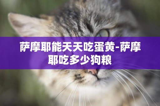 薩摩耶能天天吃蛋黃-薩摩耶吃多少狗糧