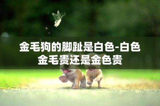 金毛狗的腳趾是白色-白色金毛貴還是金色貴