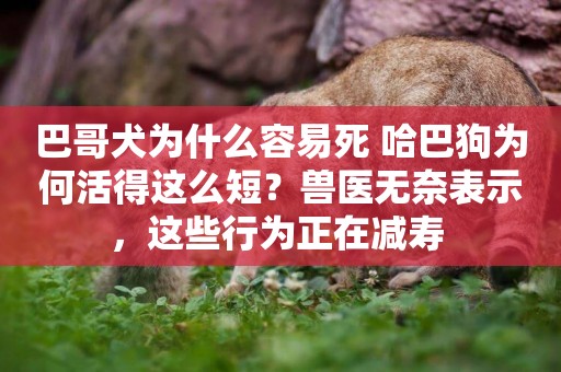 巴哥犬為什么容易死 哈巴狗為何活得這么短？獸醫無奈表示，這些行為正在減壽 