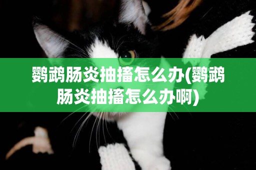 鸚鵡腸炎抽搐怎么辦(鸚鵡腸炎抽搐怎么辦啊)