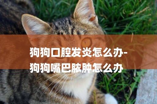 狗狗口腔發炎怎么辦-
狗狗嘴巴膿腫怎么辦