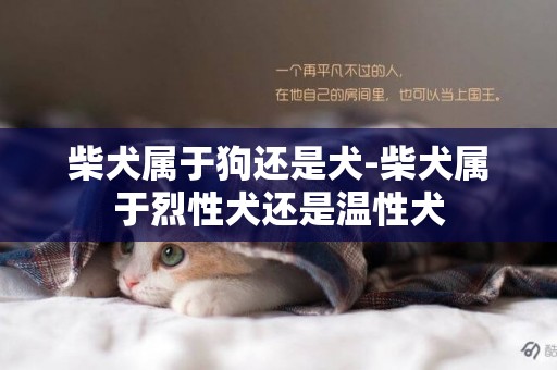 柴犬屬于狗還是犬-柴犬屬于烈性犬還是溫性犬