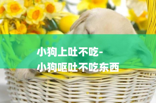 小狗上吐不吃-
小狗嘔吐不吃東西
