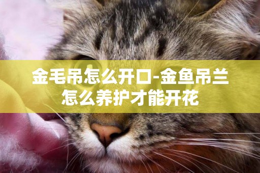 金毛吊怎么開口-金魚吊蘭怎么養護才能開花