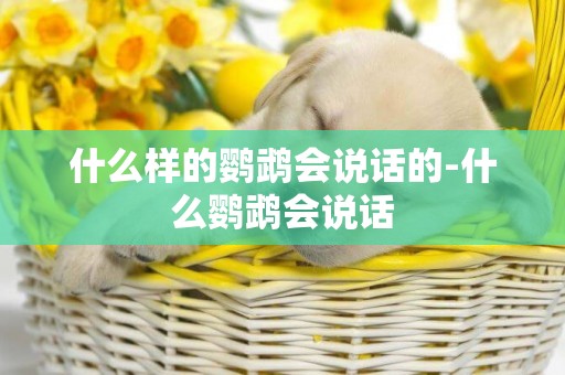 什么樣的鸚鵡會說話的-什么鸚鵡會說話