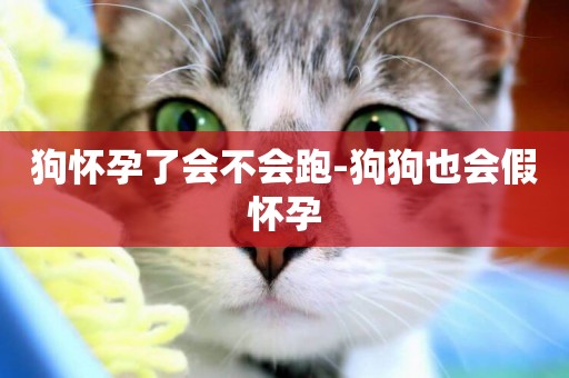狗懷孕了會不會跑-狗狗也會假懷孕