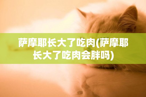 薩摩耶長大了吃肉(薩摩耶長大了吃肉會胖嗎)