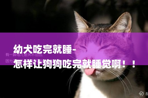幼犬吃完就睡-
怎樣讓狗狗吃完就睡覺啊！！