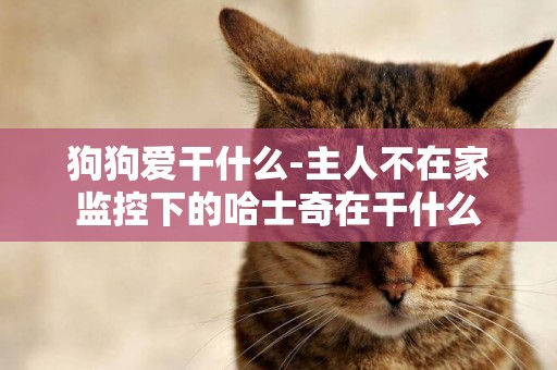 狗狗愛干什么-主人不在家監控下的哈士奇在干什么