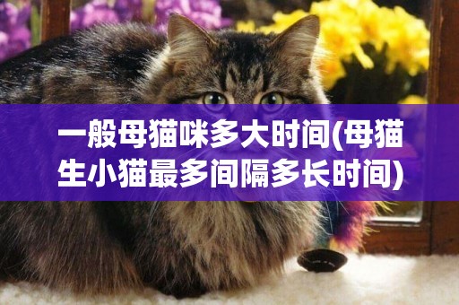 一般母貓咪多大時間(母貓生小貓最多間隔多長時間)