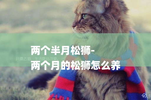 兩個半月松獅-
兩個月的松獅怎么養