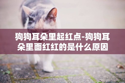 狗狗耳朵里起紅點-狗狗耳朵里面紅紅的是什么原因