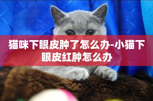 貓咪下眼皮腫了怎么辦-小貓下眼皮紅腫怎么辦