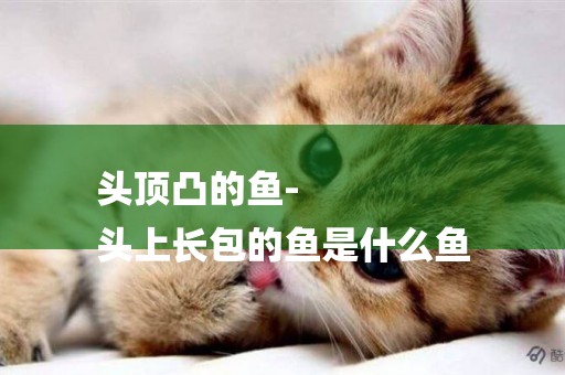 頭頂凸的魚-
頭上長包的魚是什么魚
