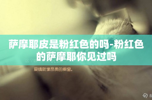 薩摩耶皮是粉紅色的嗎-粉紅色的薩摩耶你見過嗎