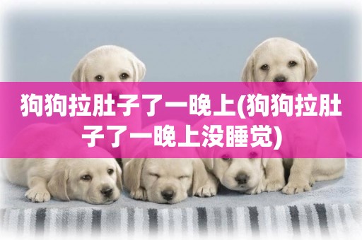 狗狗拉肚子了一晚上(狗狗拉肚子了一晚上沒睡覺)