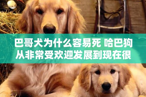 巴哥犬為什么容易死 哈巴狗從非常受歡迎發展到現在很少有人飼養。 為什么？ 