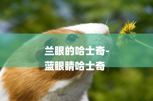 蘭眼的哈士奇-
藍眼睛哈士奇