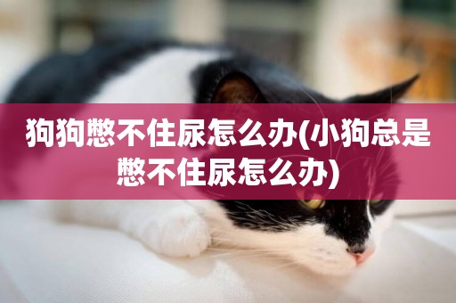 狗狗憋不住尿怎么辦(小狗總是憋不住尿怎么辦)