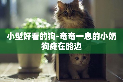 小型好看的狗-奄奄一息的小奶狗癱在路邊