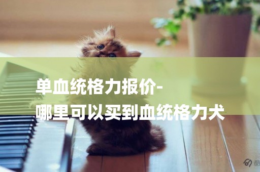 單血統格力報價-
哪里可以買到血統格力犬