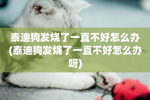 泰迪狗發燒了一直不好怎么辦(泰迪狗發燒了一直不好怎么辦呀)