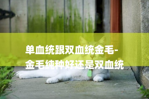 單血統跟雙血統金毛-
金毛純種好還是雙血統