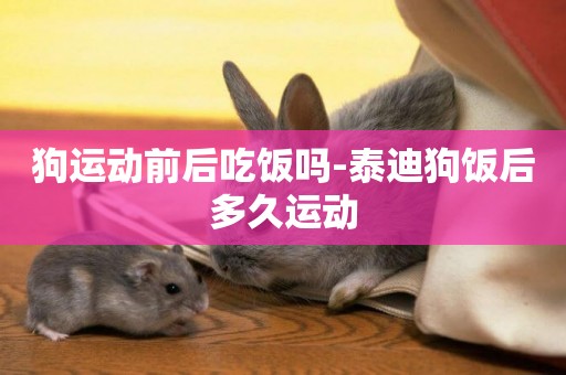 狗運動前后吃飯嗎-泰迪狗飯后多久運動