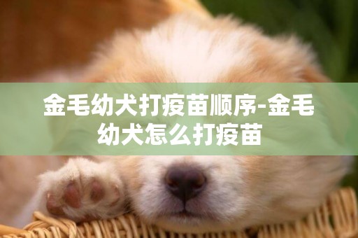 金毛幼犬打疫苗順序-金毛幼犬怎么打疫苗