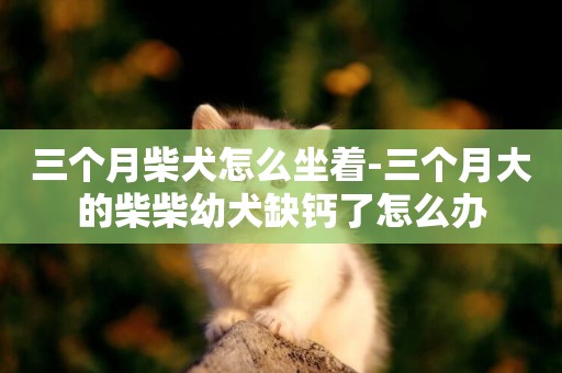 三個月柴犬怎么坐著-三個月大的柴柴幼犬缺鈣了怎么辦