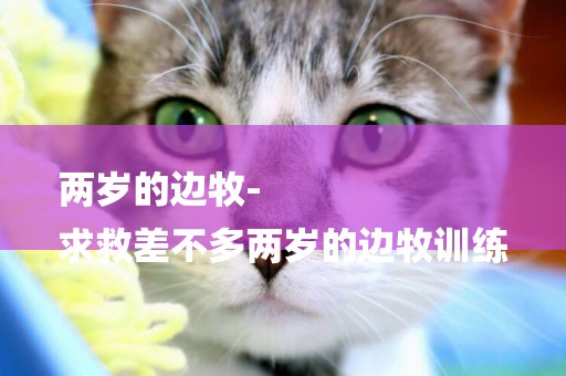 兩歲的邊牧-
求救差不多兩歲的邊牧訓練