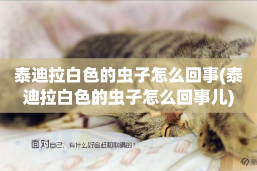 泰迪拉白色的蟲子怎么回事(泰迪拉白色的蟲子怎么回事兒)