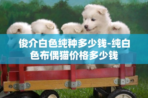 俊介白色純種多少錢-純白色布偶貓價格多少錢