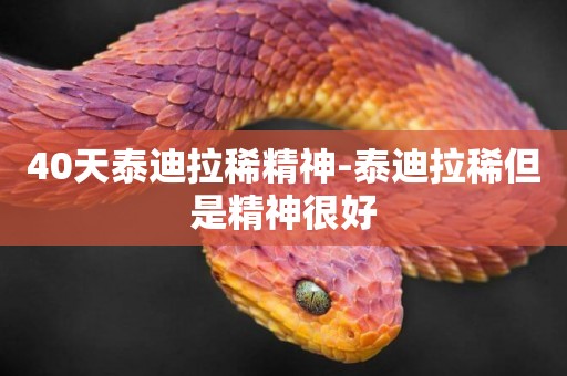 40天泰迪拉稀精神-泰迪拉稀但是精神很好