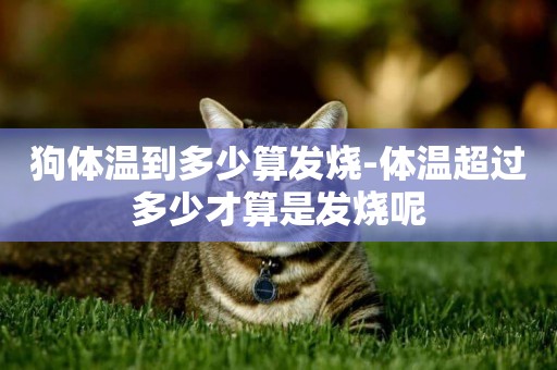 狗體溫到多少算發燒-體溫超過多少才算是發燒呢