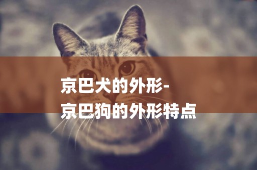京巴犬的外形-
京巴狗的外形特點