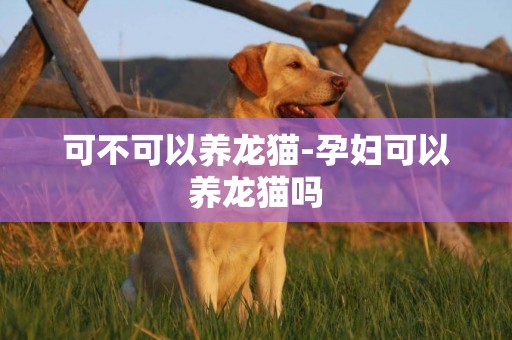 可不可以養龍貓-孕婦可以養龍貓嗎