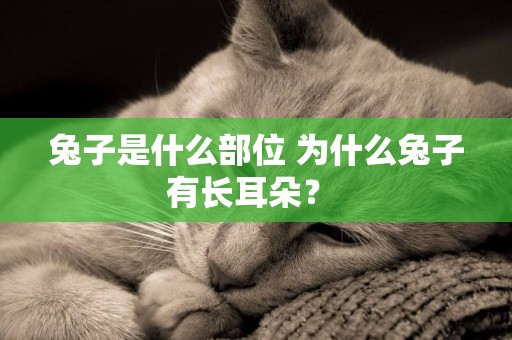 兔子是什么部位 為什么兔子有長耳朵？ 