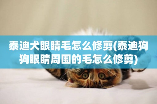 泰迪犬眼睛毛怎么修剪(泰迪狗狗眼睛周圍的毛怎么修剪)