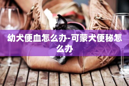 幼犬便血怎么辦-可蒙犬便秘怎么辦