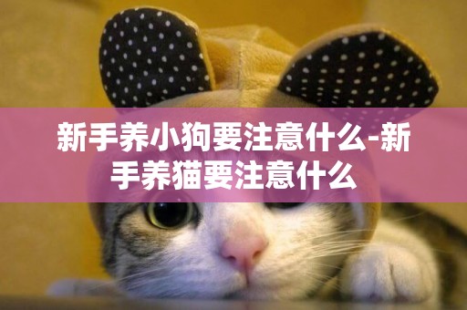 新手養小狗要注意什么-新手養貓要注意什么