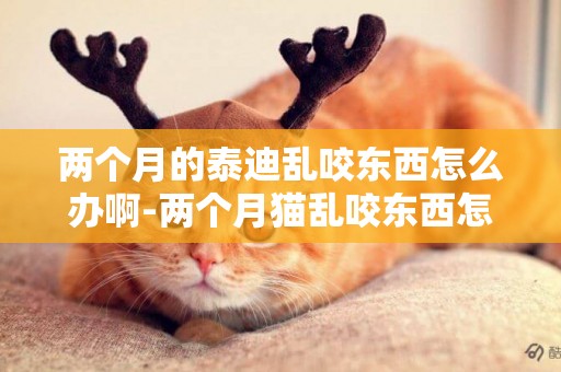 兩個月的泰迪亂咬東西怎么辦啊-兩個月貓亂咬東西怎么辦