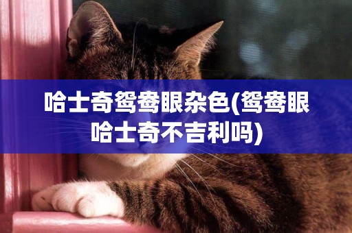 哈士奇鴛鴦眼雜色(鴛鴦眼哈士奇不吉利嗎)
