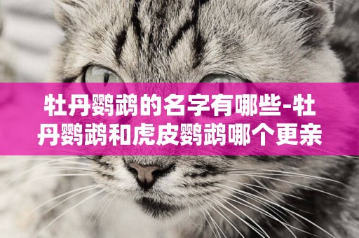 牡丹鸚鵡的名字有哪些-牡丹鸚鵡和虎皮鸚鵡哪個更親人粘人