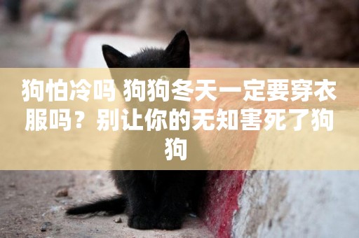 狗怕冷嗎 狗狗冬天一定要穿衣服嗎？別讓你的無知害死了狗狗 