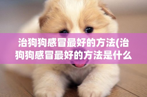 治狗狗感冒最好的方法(治狗狗感冒最好的方法是什么)
