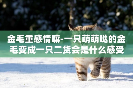 金毛重感情嘛-一只萌萌噠的金毛變成一只二貨會是什么感受