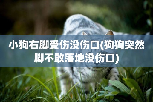 小狗右腳受傷沒傷口(狗狗突然腳不敢落地沒傷口)