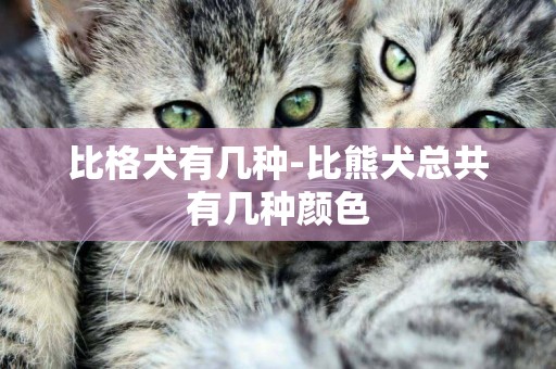 比格犬有幾種-比熊犬總共有幾種顏色